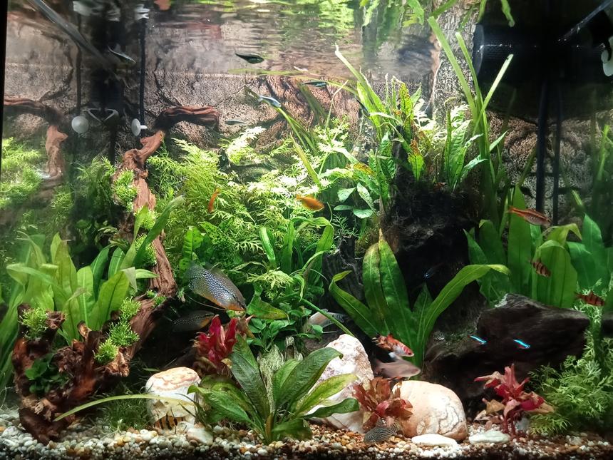 Rated #40: 26 Gallons Planted Tank - 2 years established
