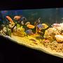fish tank picture - another view