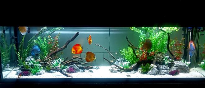 freshwater fish stocking in 125 gallons tank - My Happy Place!