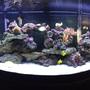150 gallons saltwater fish tank (mostly fish, little/no live coral) - The good life