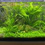 60 gallons planted tank (mostly live plants and fish) - 1 yr progress. Needs a trim