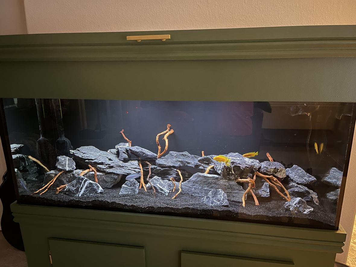 freshwater fish stocking in 75 gallons tank - 75 Gallon Cichlid