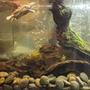 fish tank picture - Diamondback Tank
