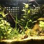 10 gallons planted tank (mostly live plants and fish) - Full view