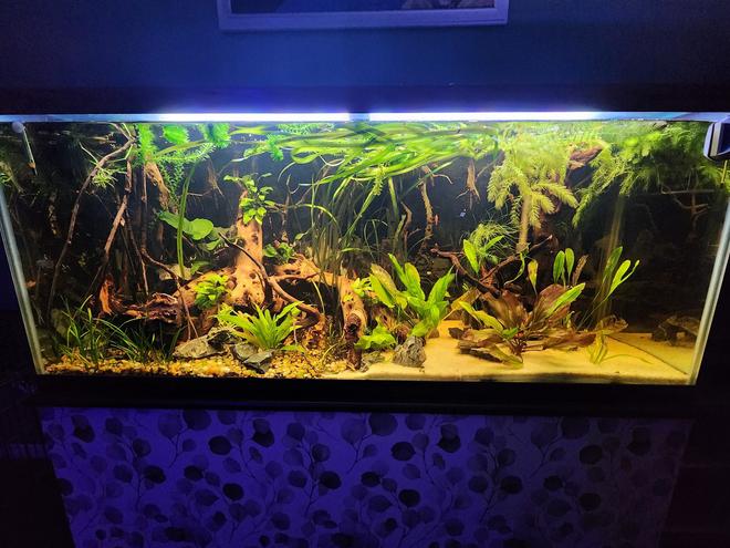 120 gallons planted tank (mostly live plants and fish) - 1st big tank, going for a realistic river bed setup. Only about 2 months in so still making changes and adjustments.