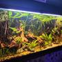 fish tank picture - The mangroves side