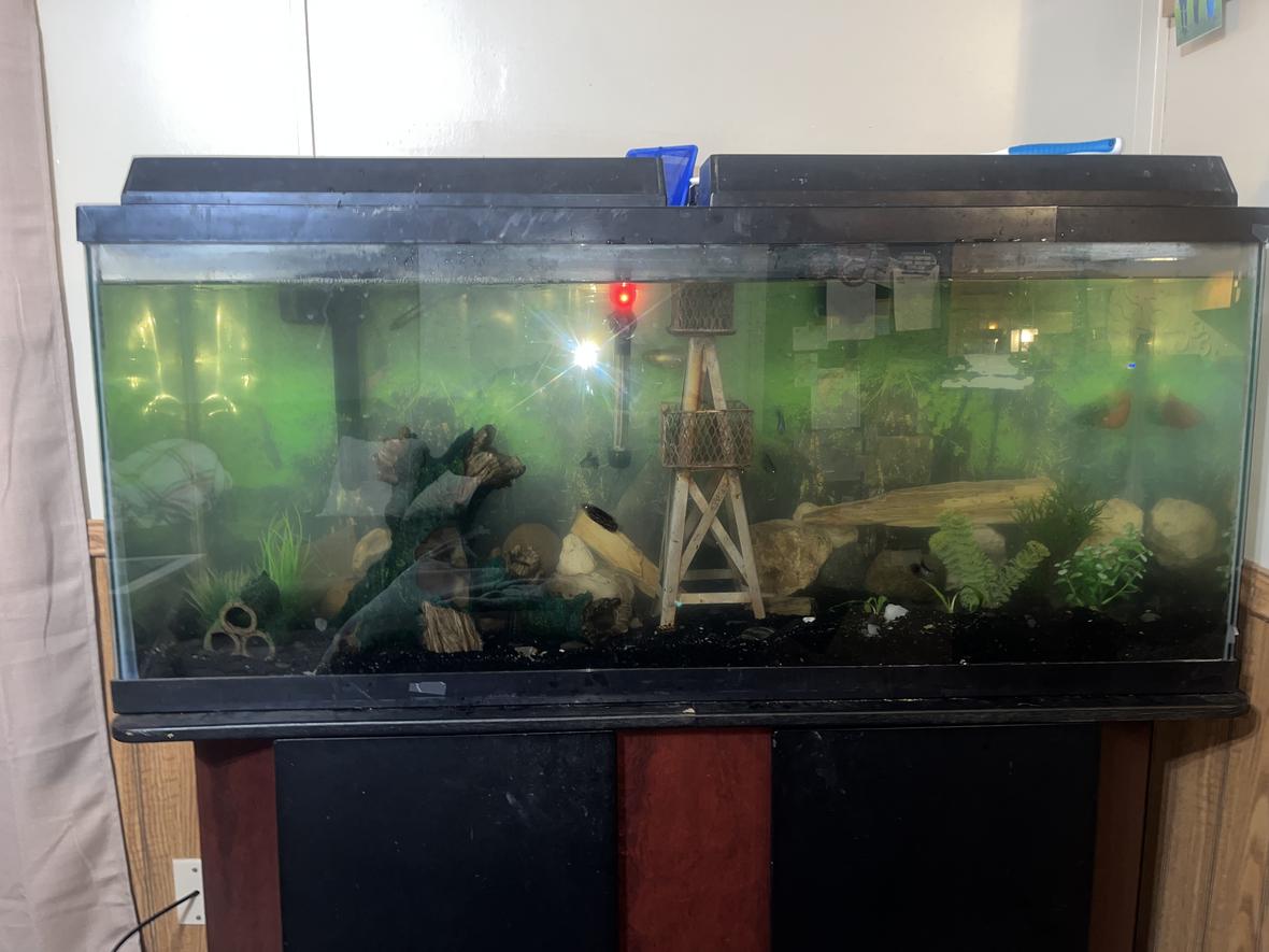 55 gallons freshwater fish tank (mostly fish and non-living decorations) - Fish tank