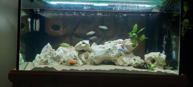 freshwater fish stocking in 120 gallons tank - My tank