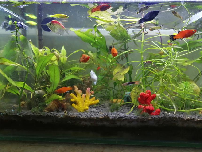 Rated #26: 20 Gallons Planted Tank - Aquascape By AquaDeVida