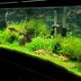 55 gallons planted tank (mostly live plants and fish) - 55 gallon fully planted tank with Co2 and fertilized regularly. houses hundreds of freshwater shrimp