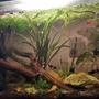 30 gallons planted tank (mostly live plants and fish) - My first fish tank