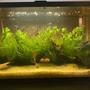 10 gallons planted tank (mostly live plants and fish) - My little aquatic ecosystem
