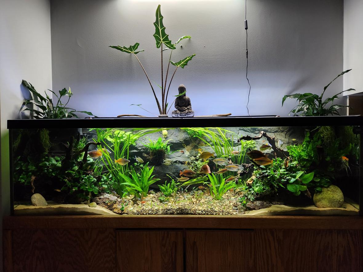 125 gallons planted tank (mostly live plants and fish) - My 125 gallon planted community project - July 2023