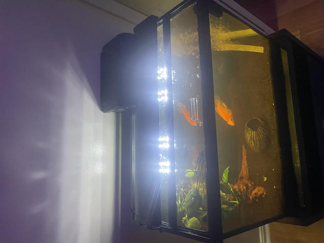 20 gallons freshwater fish tank (mostly fish and non-living decorations) - Is this good enough for a parrot cichlid