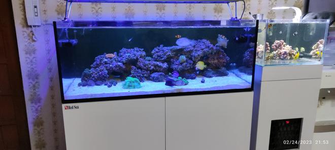 120 gallons reef tank (mostly live coral and fish) - May Reef tank