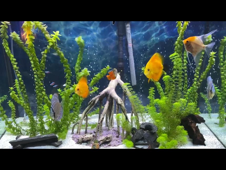 Rated #6: 66 Gallons Freshwater Fish Tank - Community tak