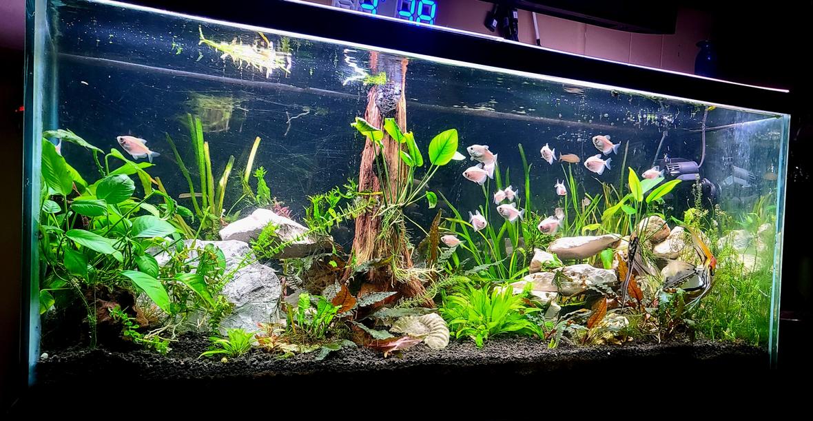 75 gallons planted tank (mostly live plants and fish) - Simple planted tank.