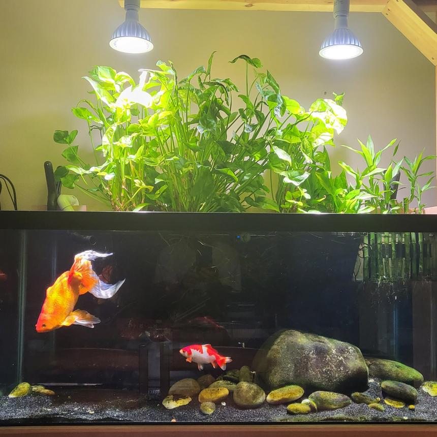 Rated #29: 75 Gallons Planted Tank - 75 gallon goldfish riparium