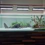 120 gallons planted tank (mostly live plants and fish) - Full View planted today