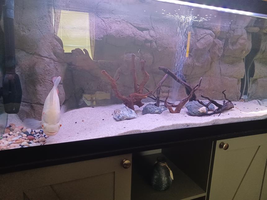 Rated #16: 75 Gallons Freshwater Fish Tank - Hope you like!