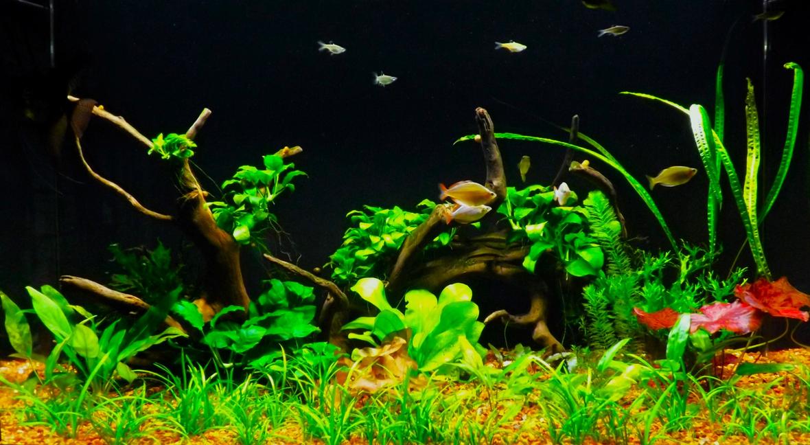 55 gallons planted tank (mostly live plants and fish) - 55 gallon acrylic tank