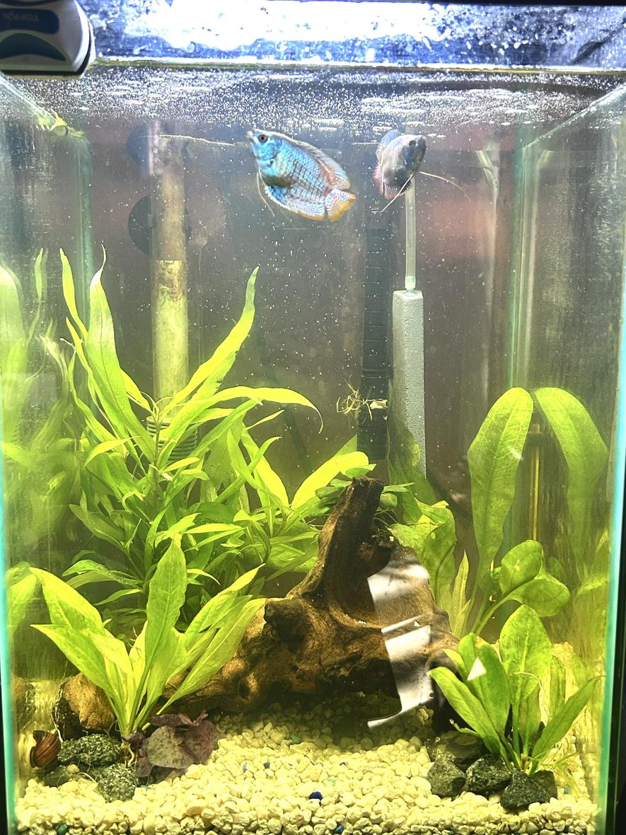 10 gallons planted tank (mostly live plants and fish) - The front of my ten gallon