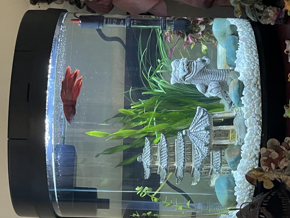 4 gallons planted tank (mostly live plants and fish) - Live plant oriental theme betta tank