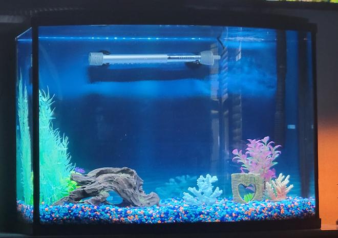 36 gallons freshwater fish tank (mostly fish and non-living decorations) - Tank with fake plants, unstocked.