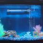 fish tank picture - Tank with fake plants, unstocked.
