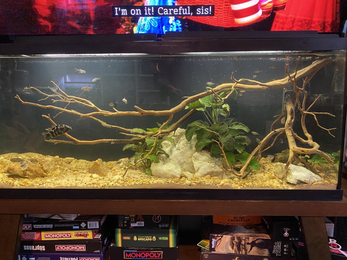 55 gallons planted tank (mostly live plants and fish) - Tetras mild Powerhead for river style current