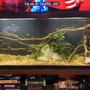 55 gallons planted tank (mostly live plants and fish) - Tetras mild Powerhead for river style current
