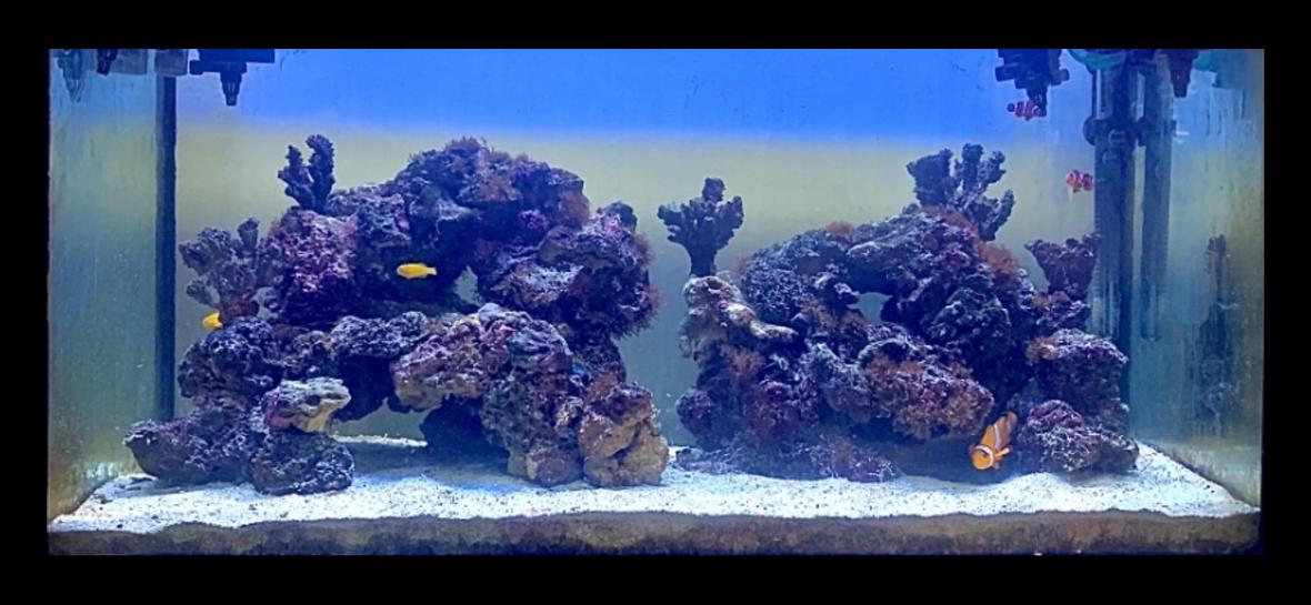 saltwater fish stocking in 46 gallons tank - My 50 gallon