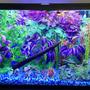 45 gallons freshwater fish tank (mostly fish and non-living decorations) - Steve's Family Fish Tank