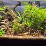 32 gallons planted tank (mostly live plants and fish) - 32 gal flex with Aio removed