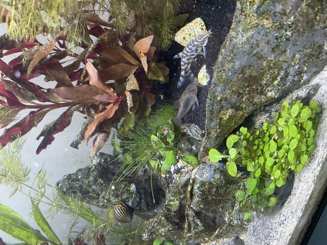 freshwater fish stocking in 40 gallons tank - My hungry loach and Cory catfish