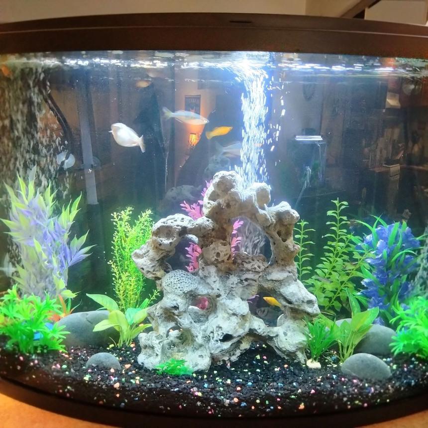Rated #1491: 37 Gallons Freshwater Fish Tank - 37 gallon bow front glass tank