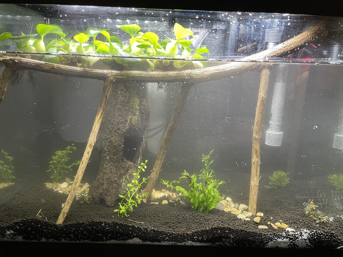 20 gallons planted tank (mostly live plants and fish) - Please give me some advice if you think this isn't good the plan is to put 1betta 1 pleco and about 5-10 fancy shrimp once the plants settle in