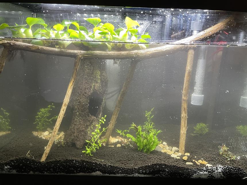 Rated #35: 20 Gallons Planted Tank - Please give me some advice if you think this isn't good the plan is to put 1betta 1 pleco and about 5-10 fancy shrimp once the plants settle in