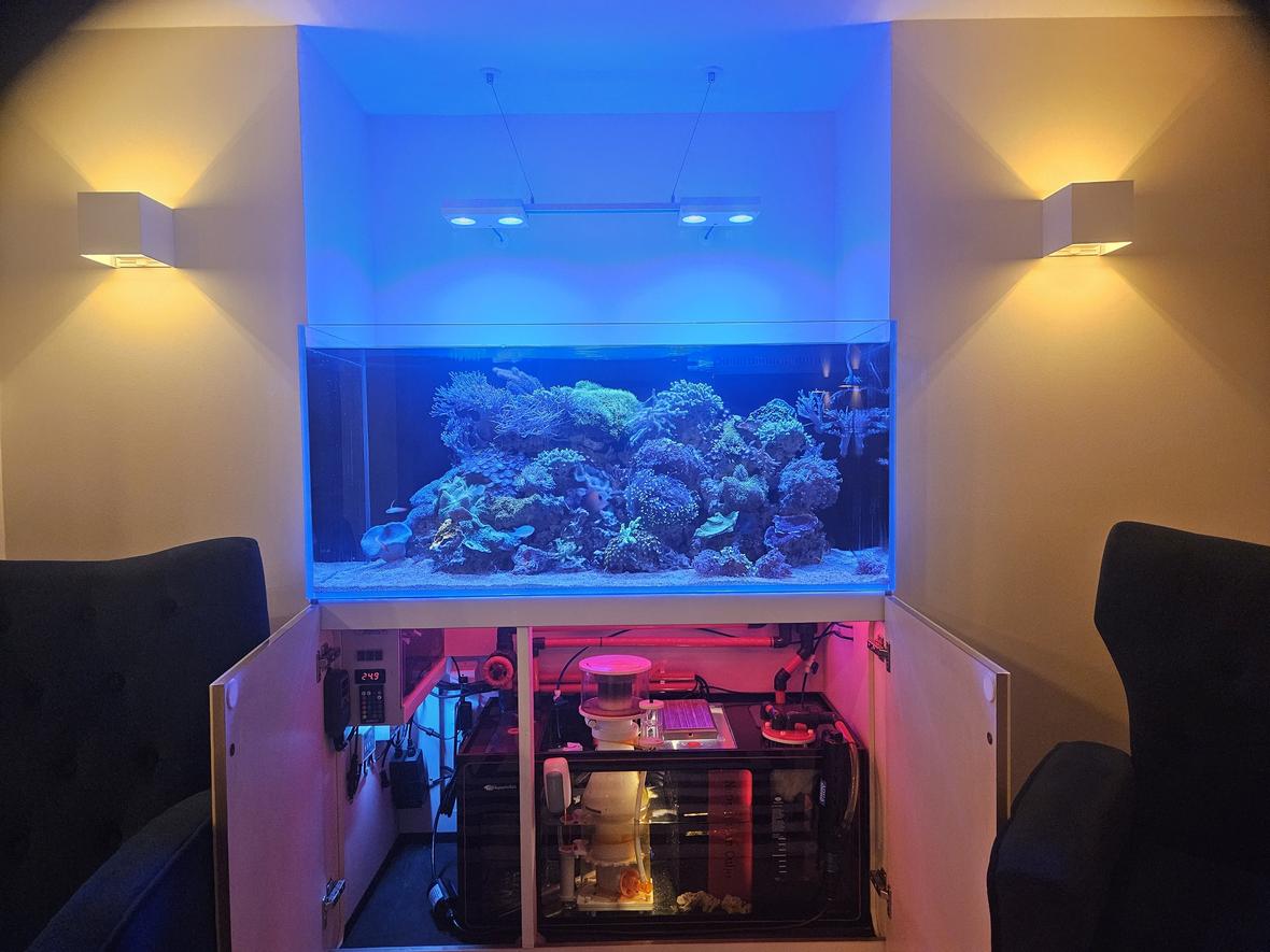 fish tank picture - Neptunian cube 95 gal