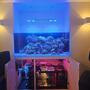 fish tank picture - Neptunian cube 95 gal