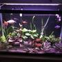 29 gallons planted tank (mostly live plants and fish) - Front View