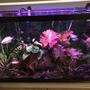 fish tank picture - Tiger Lotus