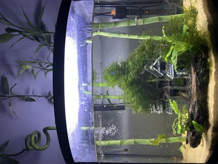 25 gallons planted tank (mostly live plants and fish) - 