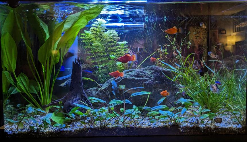 Rated #12: 10 Gallons Planted Tank - I like it