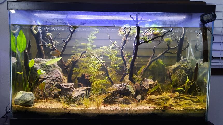 Rated #16: 30 Gallons Planted Tank - November 6th 2023