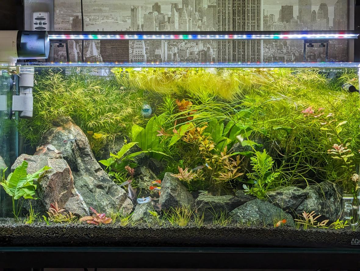 48 gallons planted tank (mostly live plants and fish) - Lmk what you think