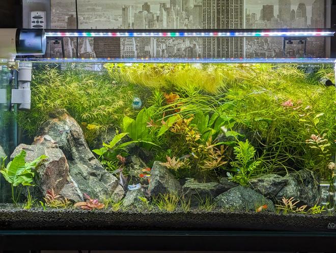 48 gallons planted tank (mostly live plants and fish) - Lmk what you think