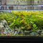 48 gallons planted tank (mostly live plants and fish) - Lmk what you think