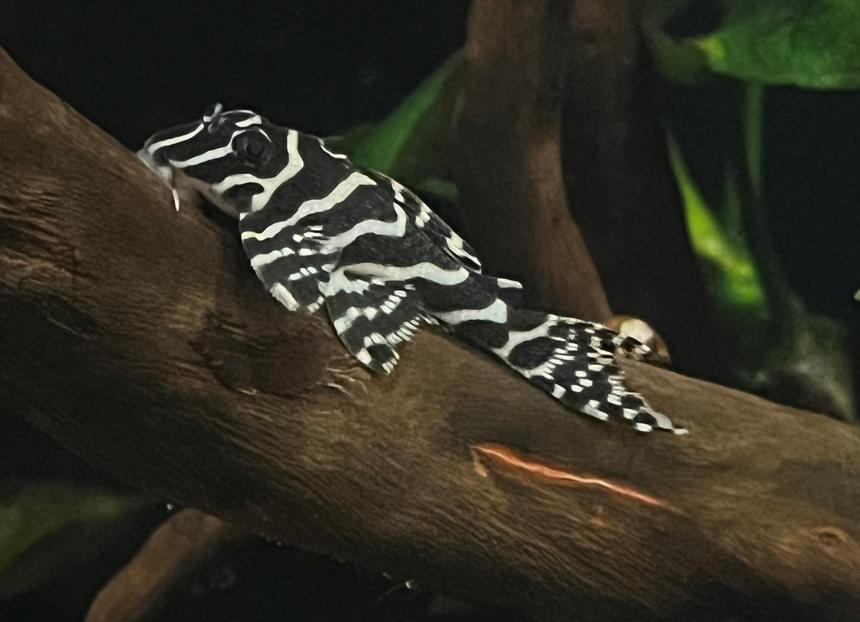 Rated #5: Freshwater Fish Stocking In 130 Gallons Tank - Mega Clown Pleco