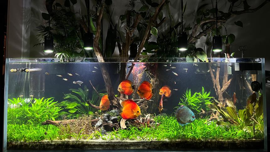 Rated #5: 130 Gallons Planted Tank - 130 WaterBox--Kessil Tuna Sun Lights--Oase Biomaster 600Apt1 Fertilizer--Co2